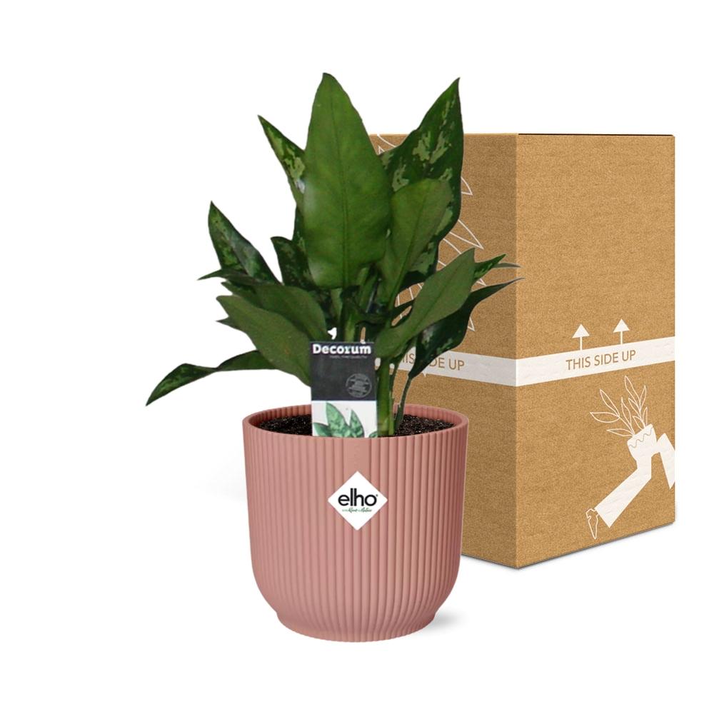 Aglaonema Maria in ELHO Vibes Fold 14cm roze