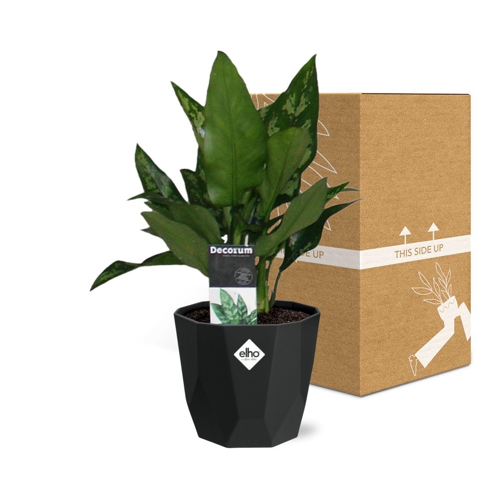 Aglaonema Maria in 14cm b.for rock living black