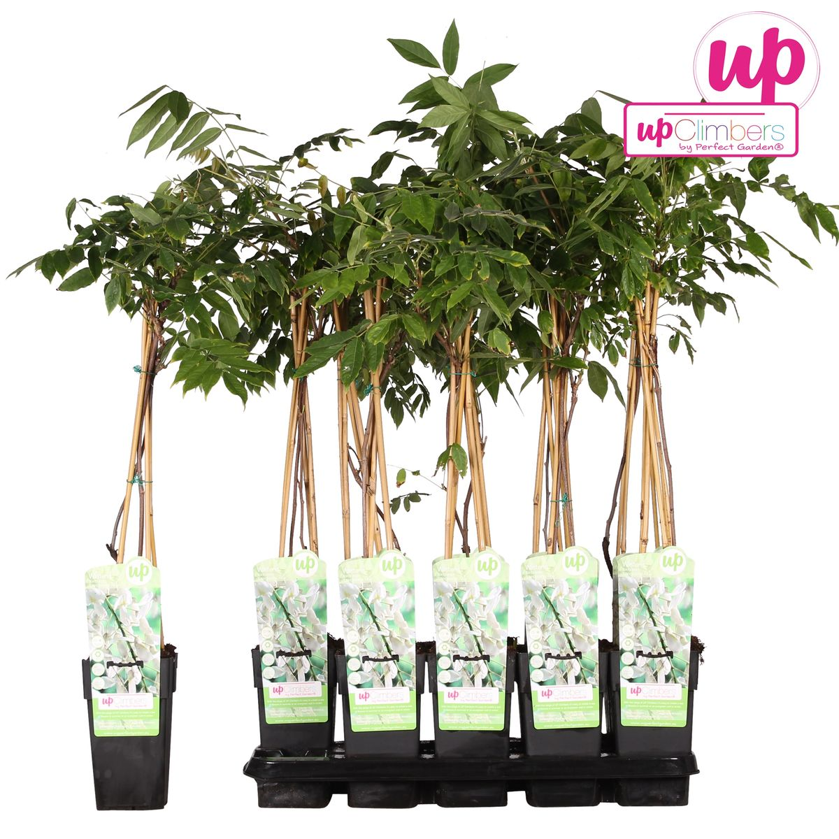 Wisteria floribunda 'Longissima Alba' - Weißer Regen - Ø15cm - ↕65cm