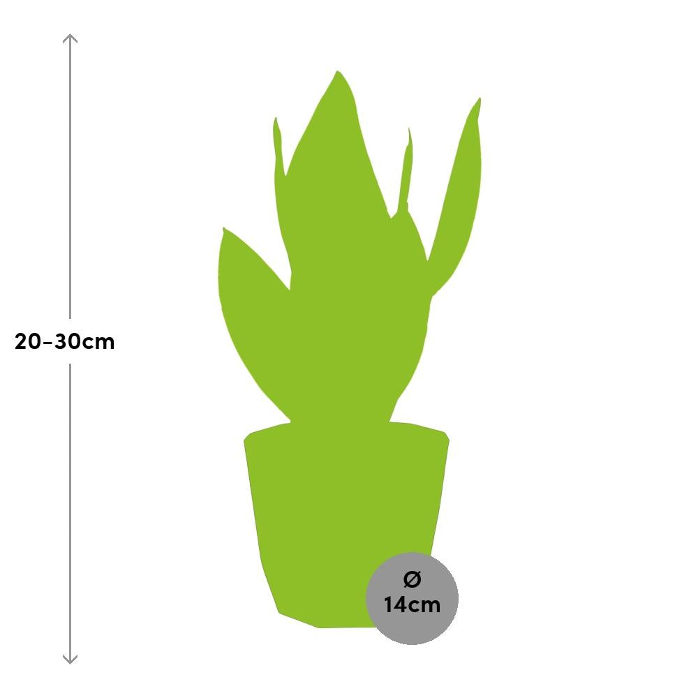 Sansevieria Futura Superba in 14cm b.for rock living black