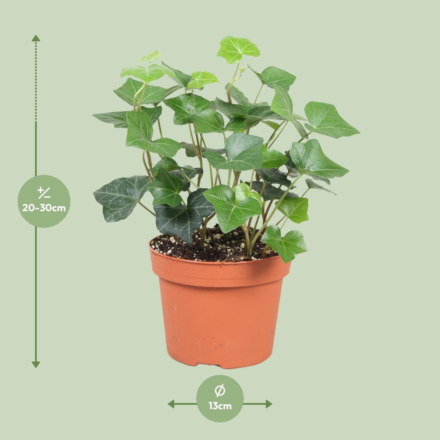 Hedera Hibernica - Ø13cm - ↕30cm