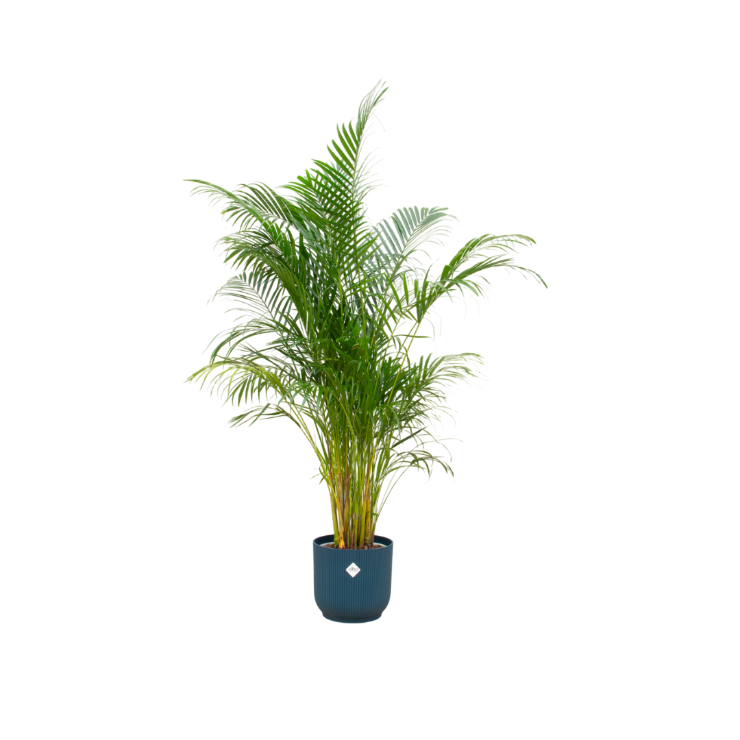Goldfruchtpalme 160 cm im blauen Elho Topf – Stilvoll & Pflegeleicht