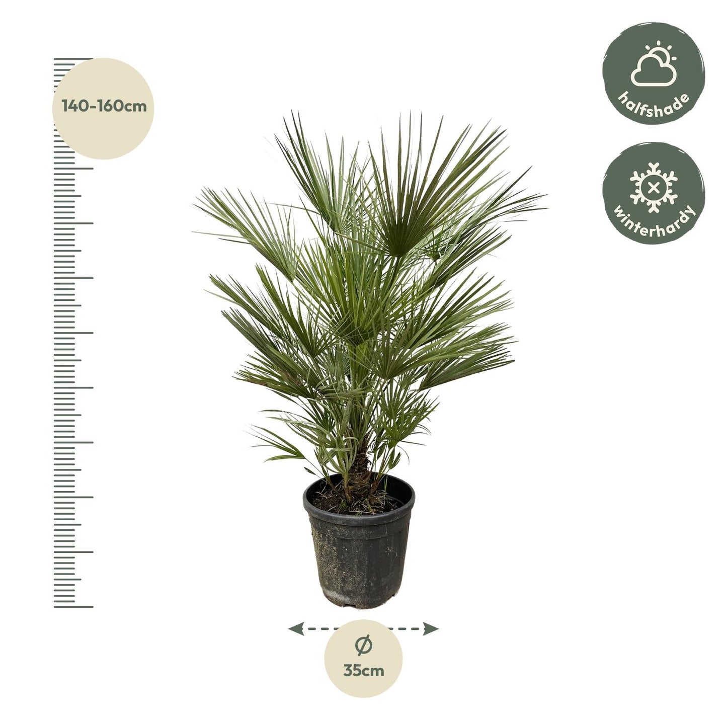 Zwergpalme 150 cm – Mediterrane, pflegeleichte Kübelpflanze