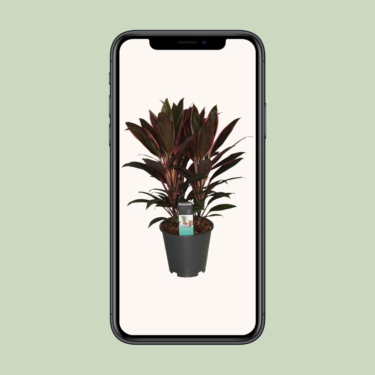 Cordyline Rumba - Ø19cm - ↕55cm