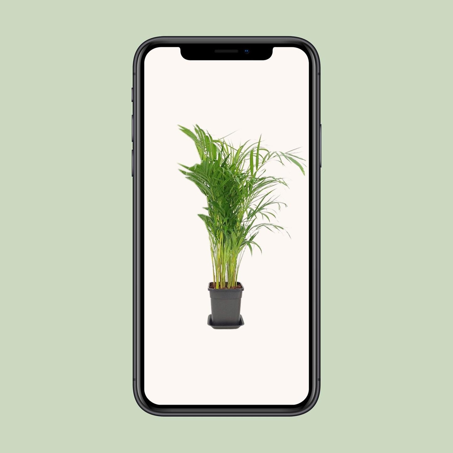 Dypsis Lutescens - Ø21cm - ↕100cm