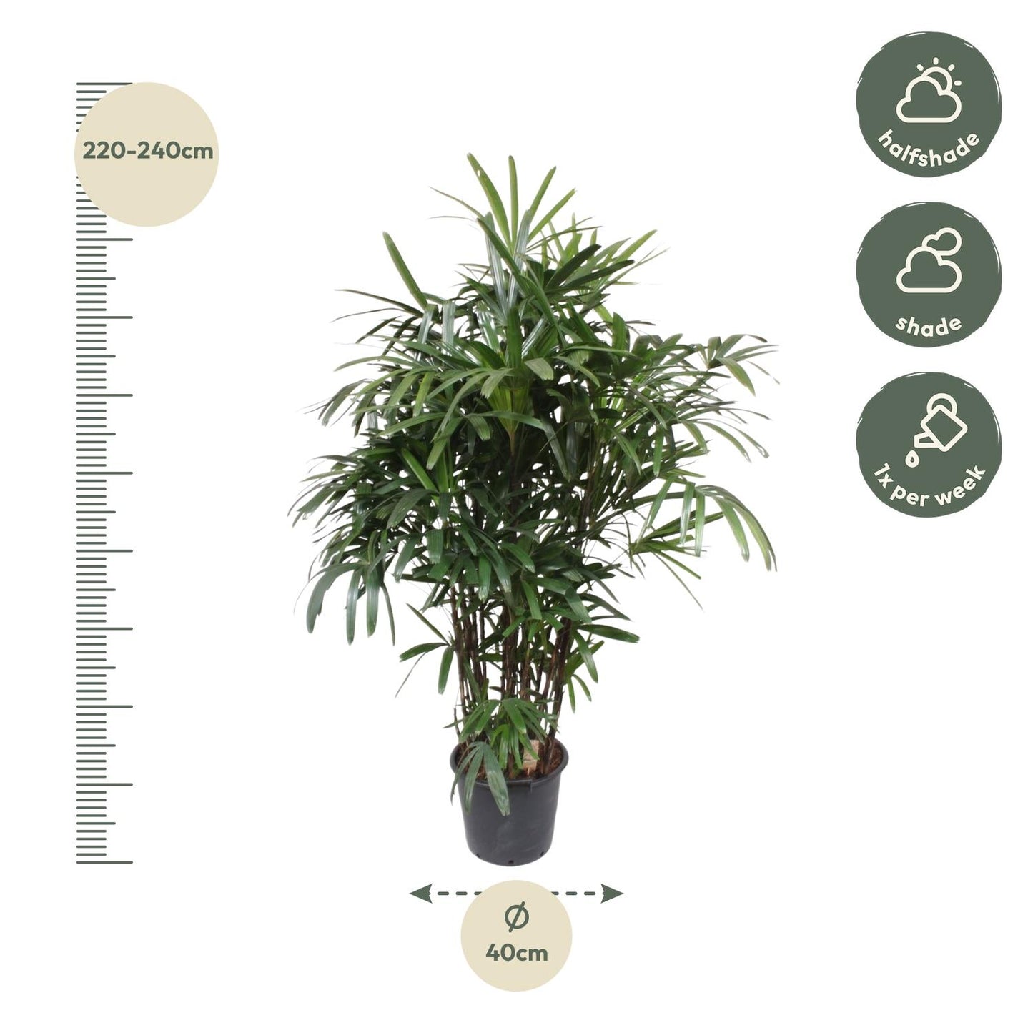Damenpalme 190 cm – Elegante, pflegeleichte Zimmerpflanze