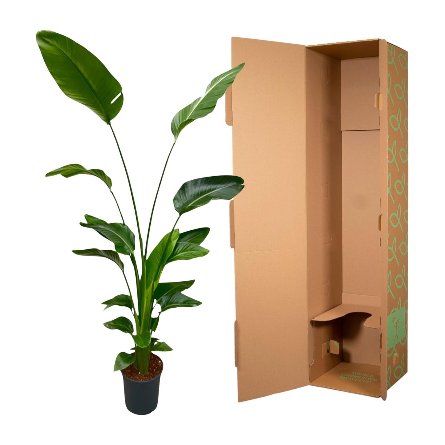 Weiße Paradiesvogelblume 170 cm – Exotische Zimmerpflanze