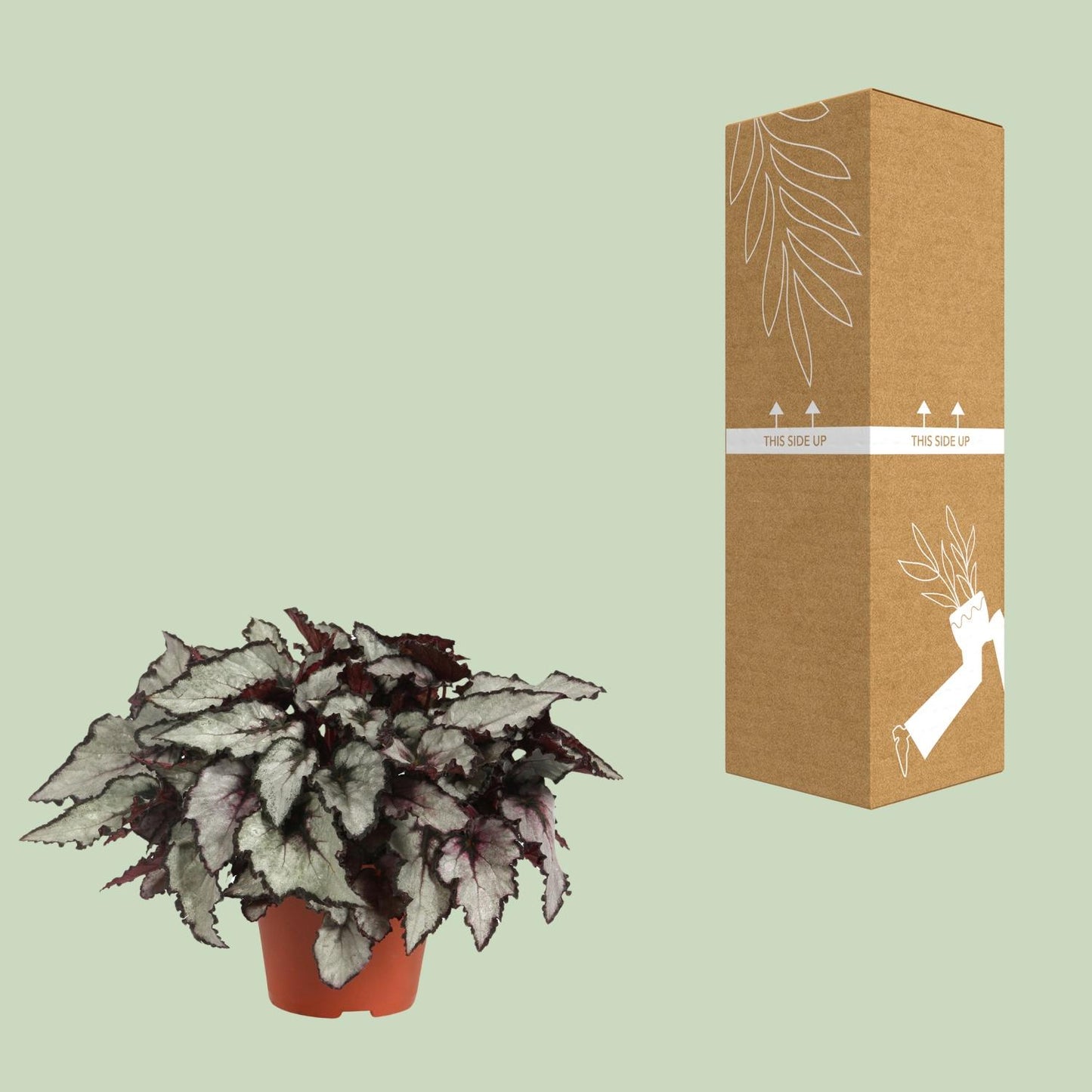 Begonia Rex Coco - Ø12cm - ↕25cm