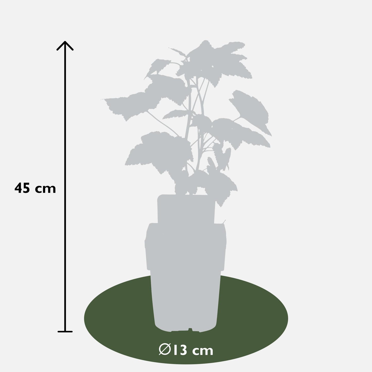 Ribes nigrum 'Ben Nevis' - Schwarze Johannisbeere - Ø13cm - ↕45cm