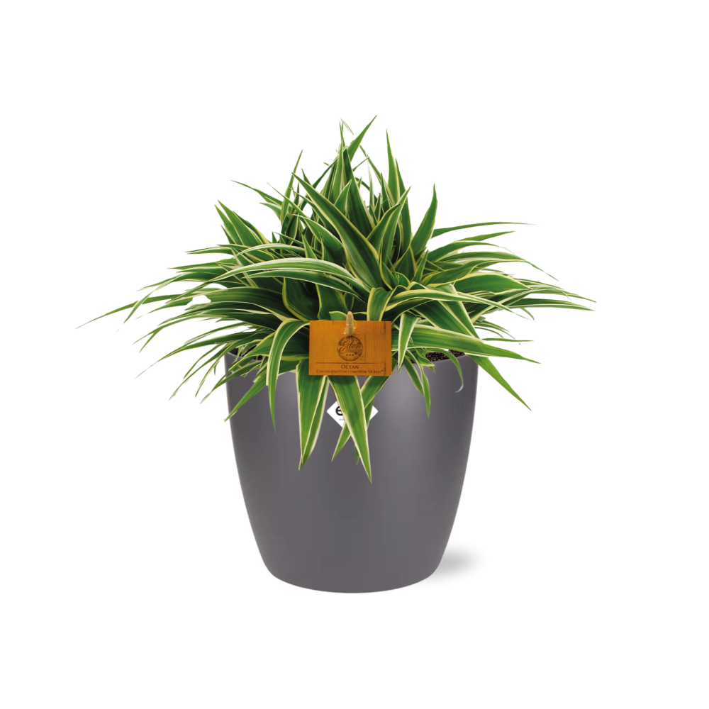 Chlorophytum Ocean 15cm in ELHO brussels 16cm round anthracite