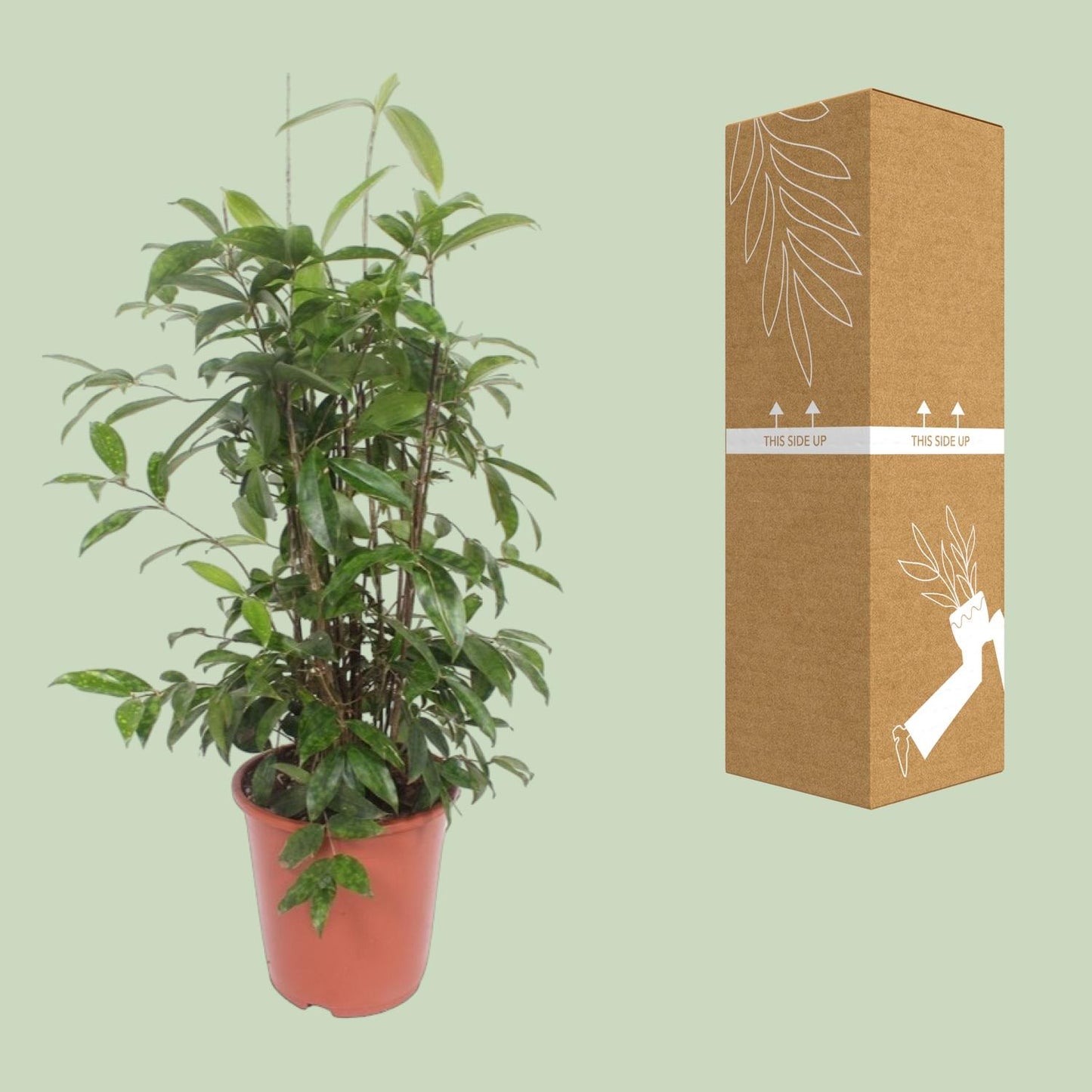 Dracaena Surculosa - Ø27cm - ↕110cm