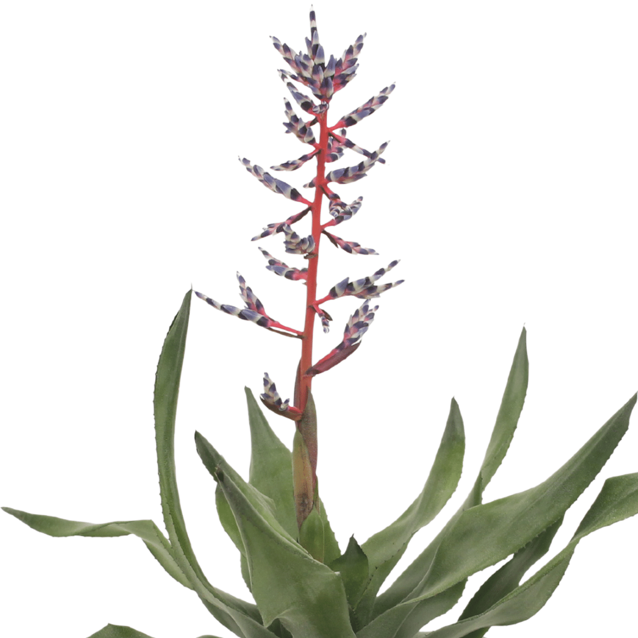 2x Aechmea Blue Rain - Tube Bromelie - 45cm - ø12