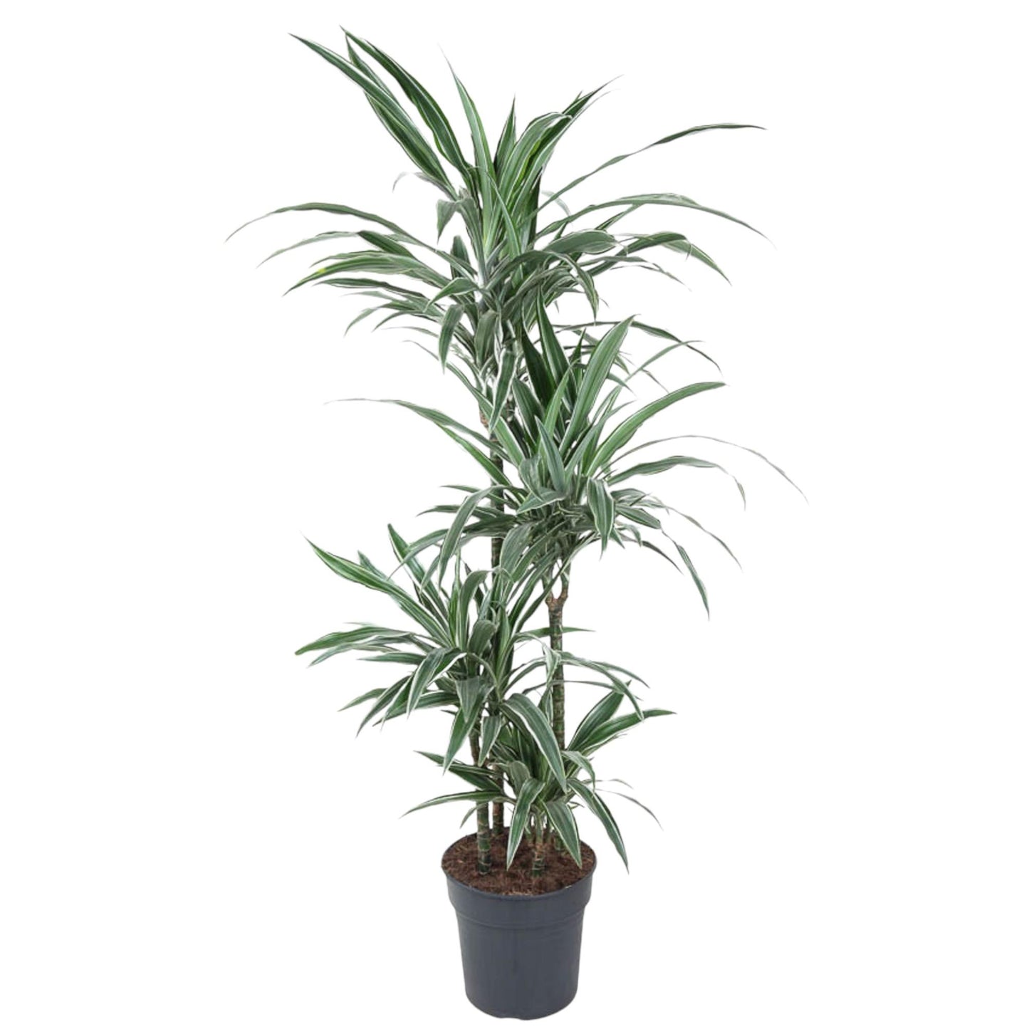 Drachenbaum Warneckei 145 cm – Pflegeleichte & Stilvolle Zimmerpflanze