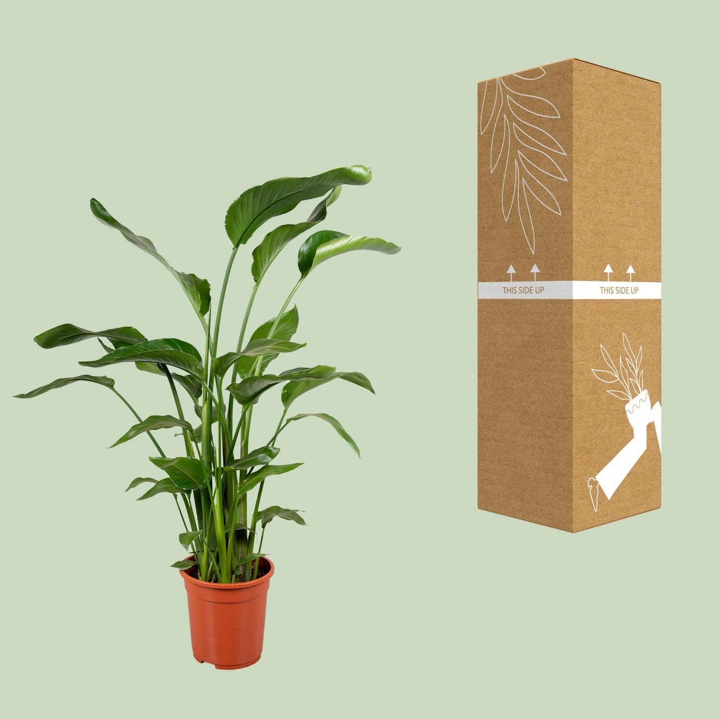 Strelitzia Nicolai 4 Stek 100-120cm - Ø21cm - ↕100cm