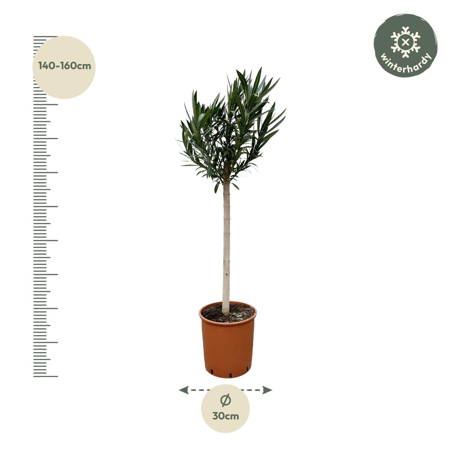 Oleander am Stamm mit roten Blüten – 170 cm Kübelpflanze