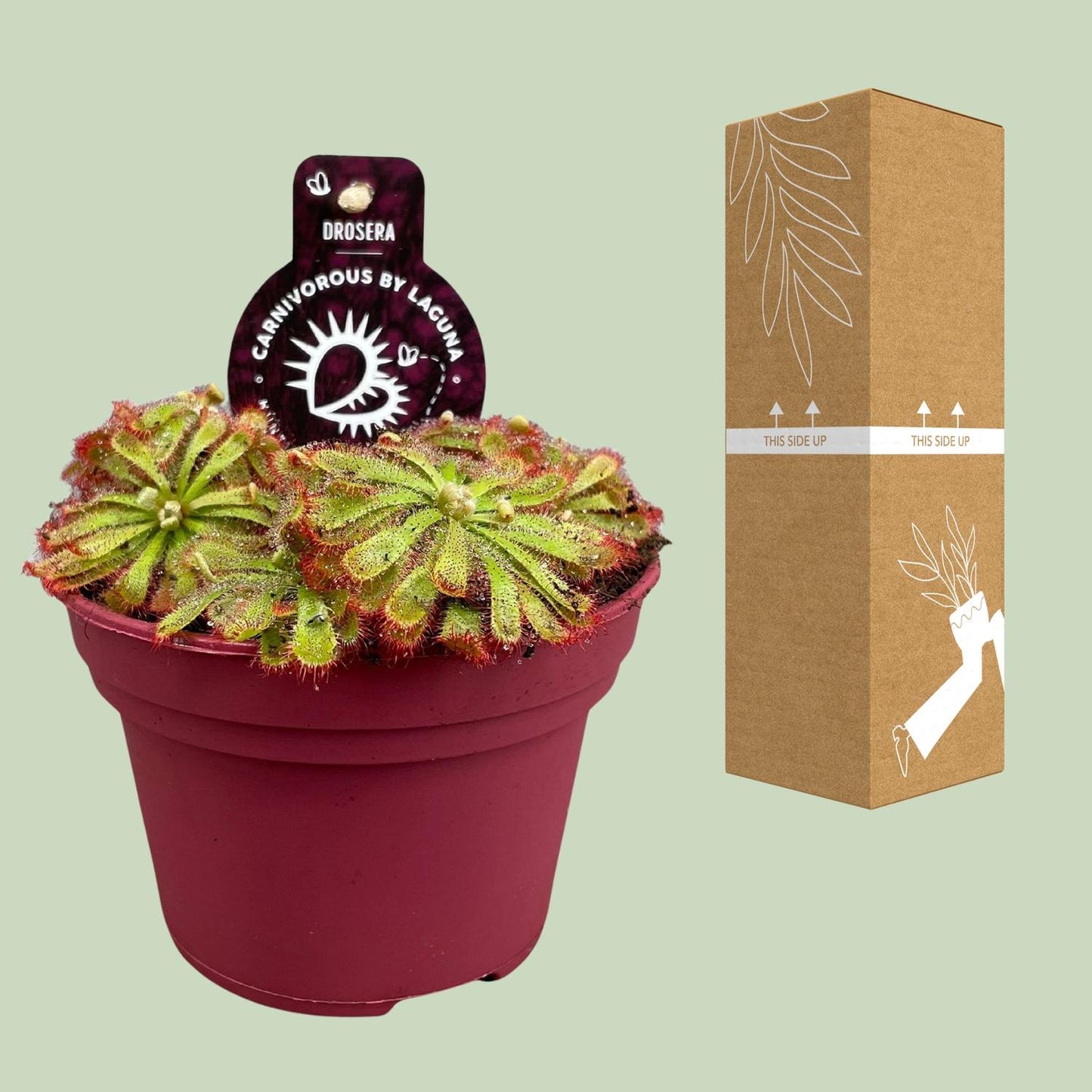 Drosera Aliciae - Ø12cm - ↕12cm