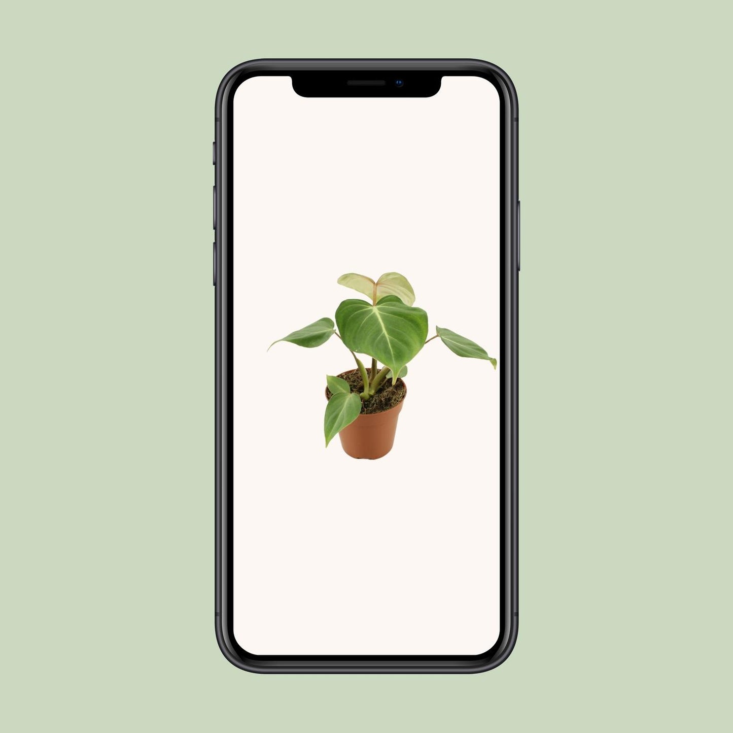 Philodendron Gloriosum - Ø12cm - ↕30cm
