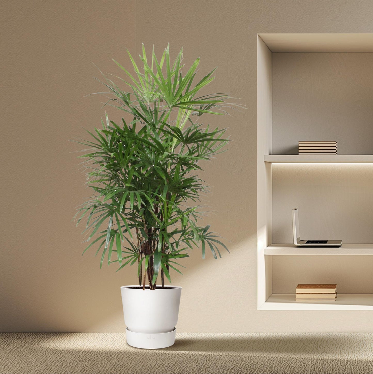 Damenpalme 190 cm – Elegante, pflegeleichte Zimmerpflanze
