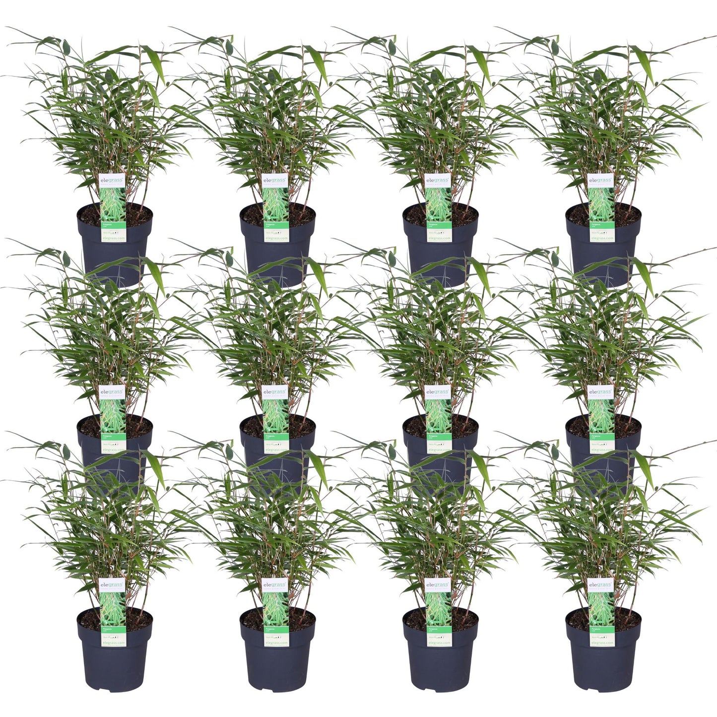 12x - Fargesia rufa - ↨40cm - Ø14