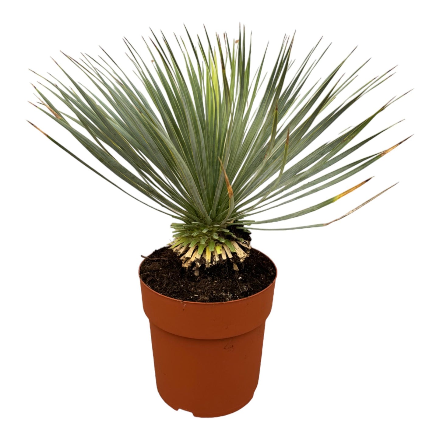 Yucca Rostrata Stamm 70 cm – Blaue Wüstenlilie elegant & pflegeleicht