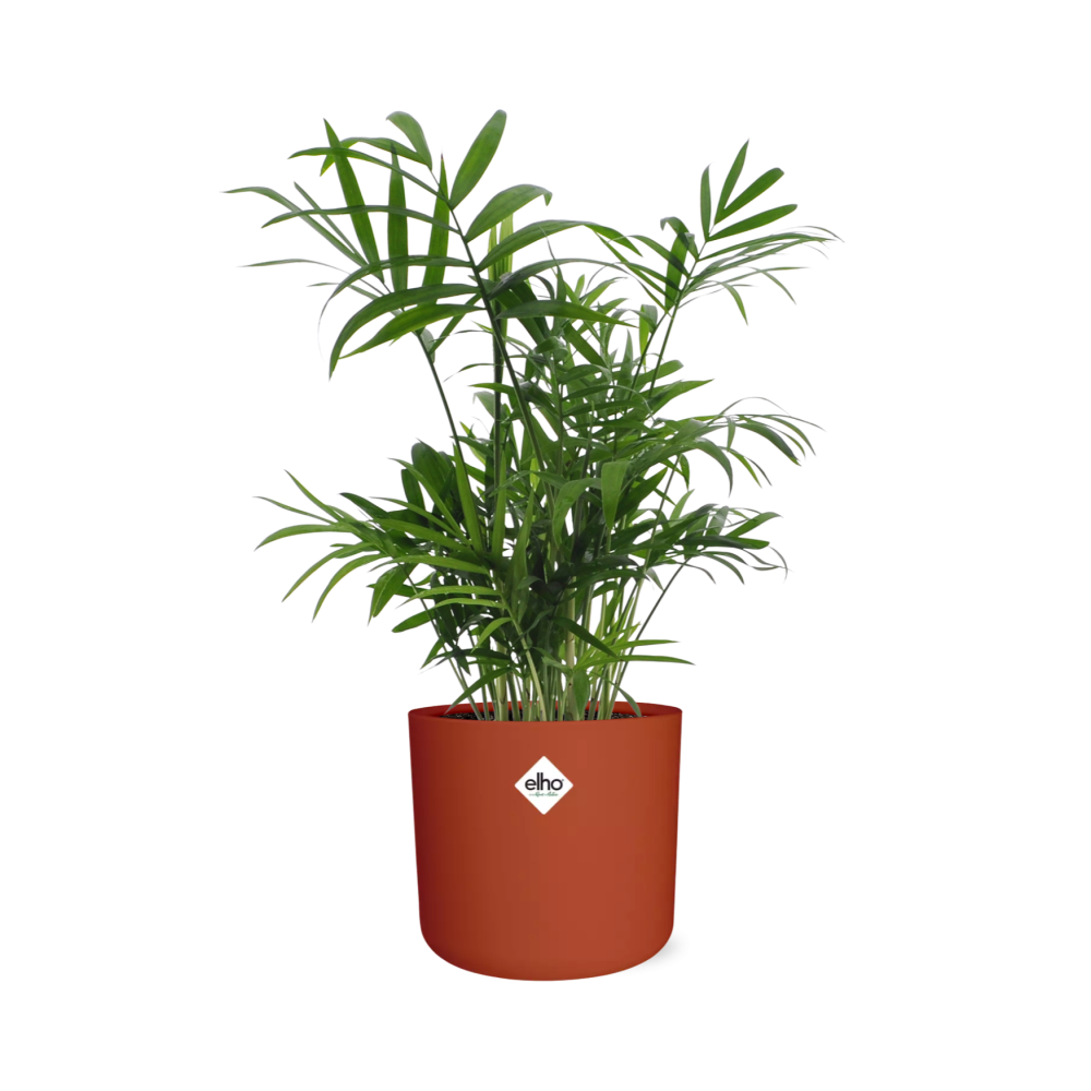 Chamaedorea in ELHO b.for soft rond 14cm brique
