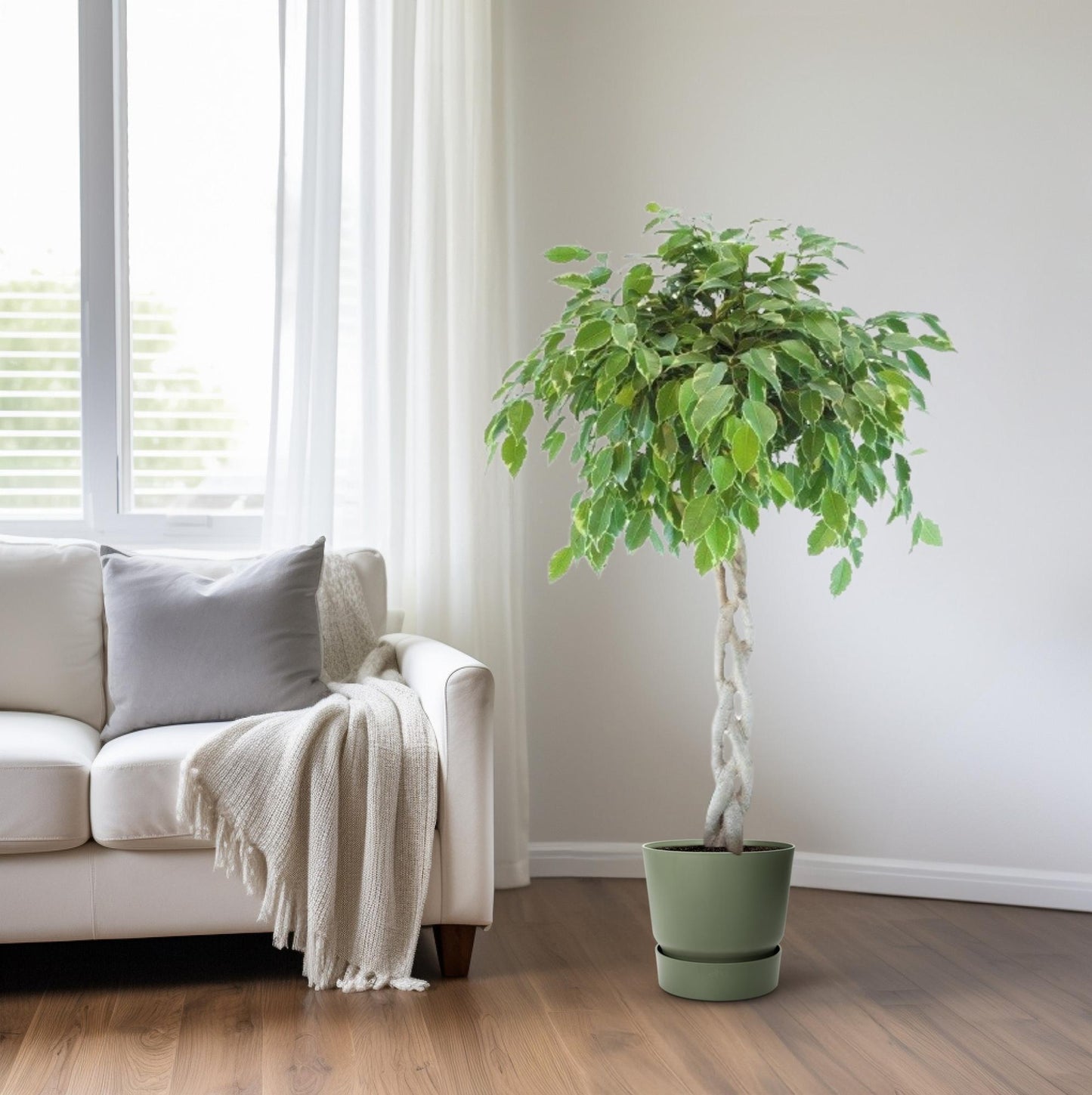 Ficus Safrana / Golden King Gevlochten - Ø27cm - ↕110cm