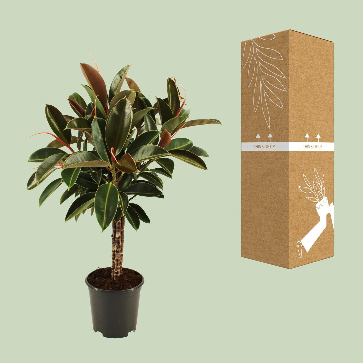 Ficus elastica Melany stam - Ø21cm - ↕90cm