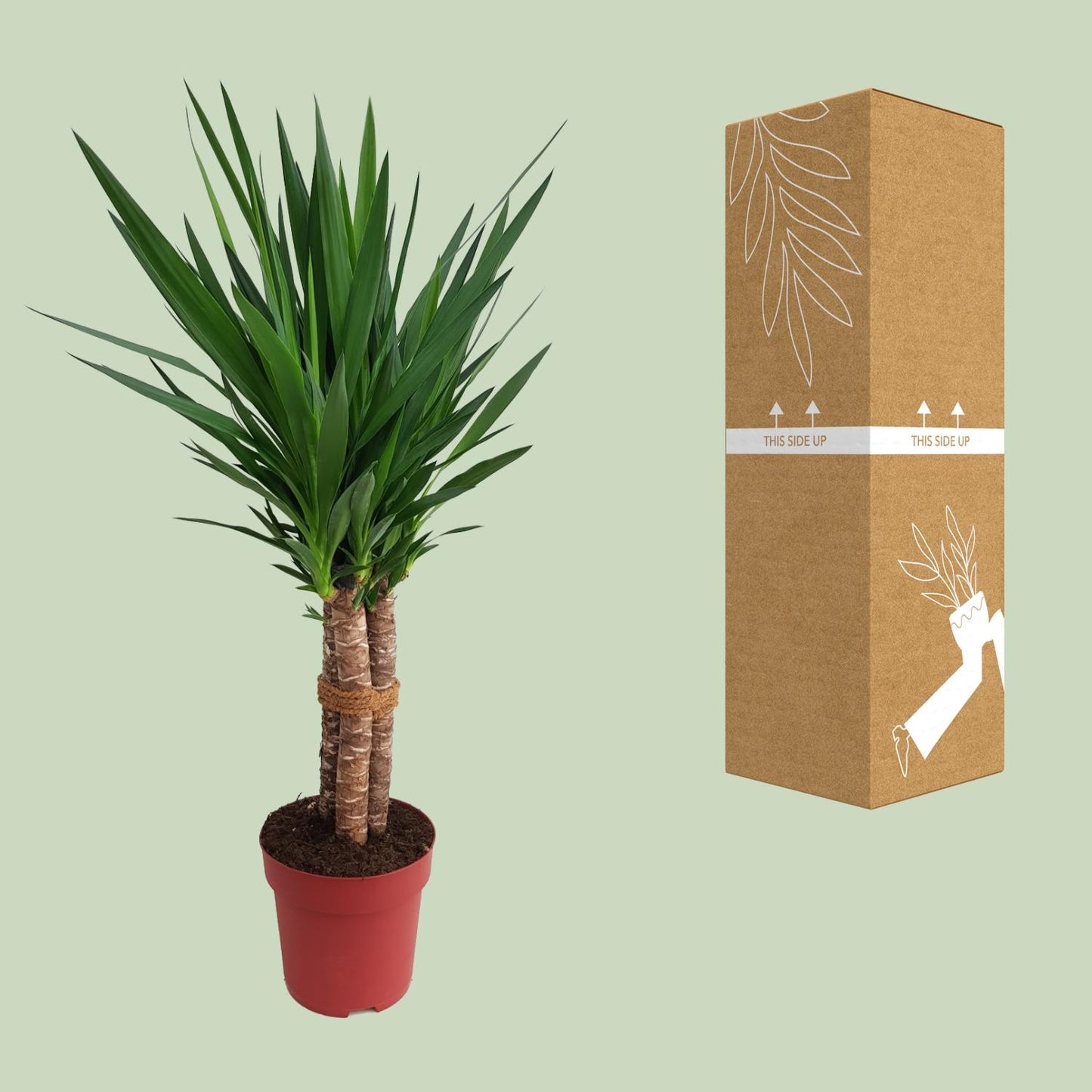 Yucca "Tres Cañas" 50stam P24 - Ø24cm - ↕120cm