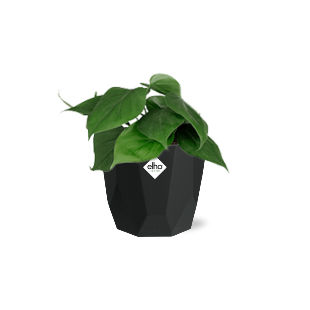 Philodendron Scandens in 14cm b.for rock living black