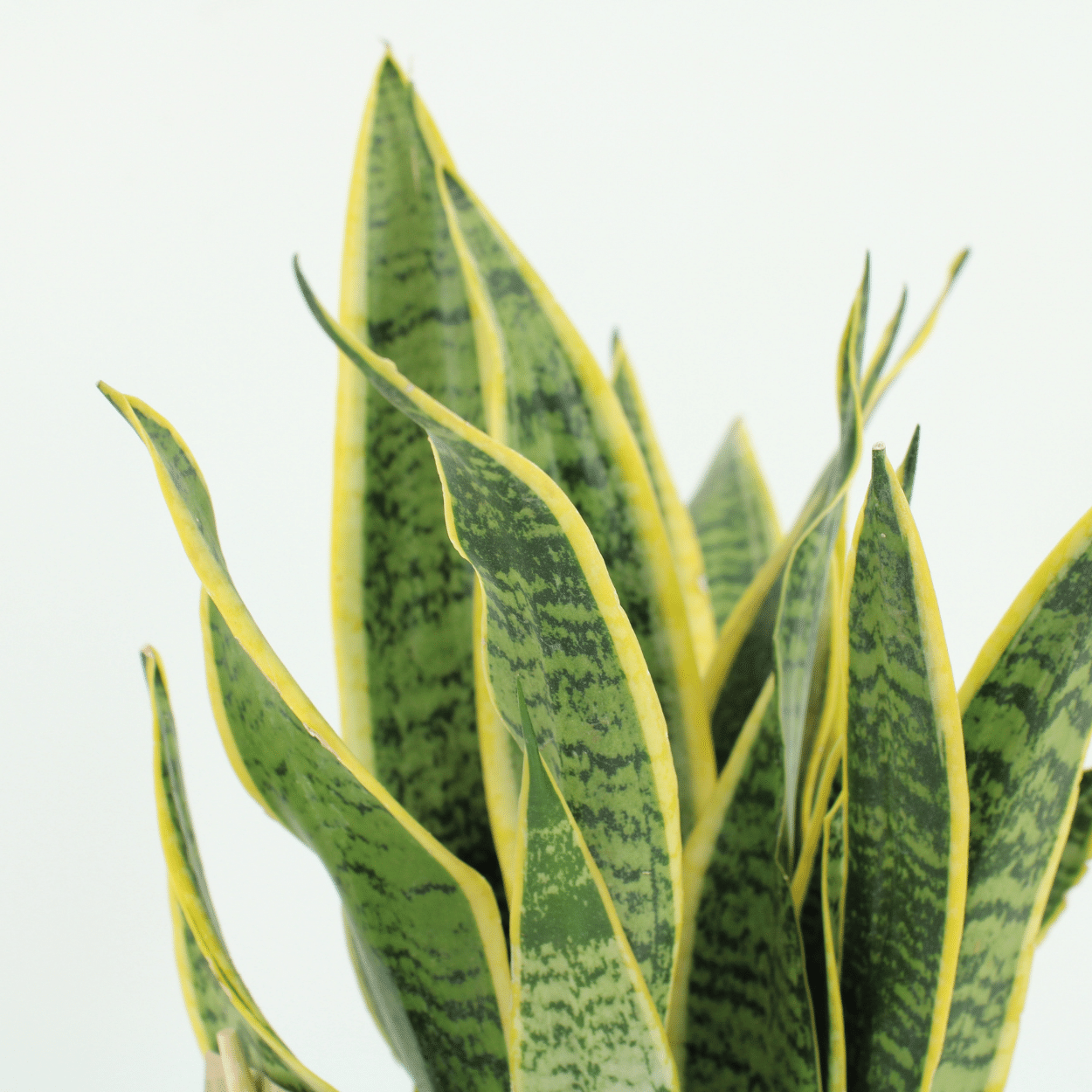 2x Sansevieria Laurentii - Frauenzunge - 40cm - ø14