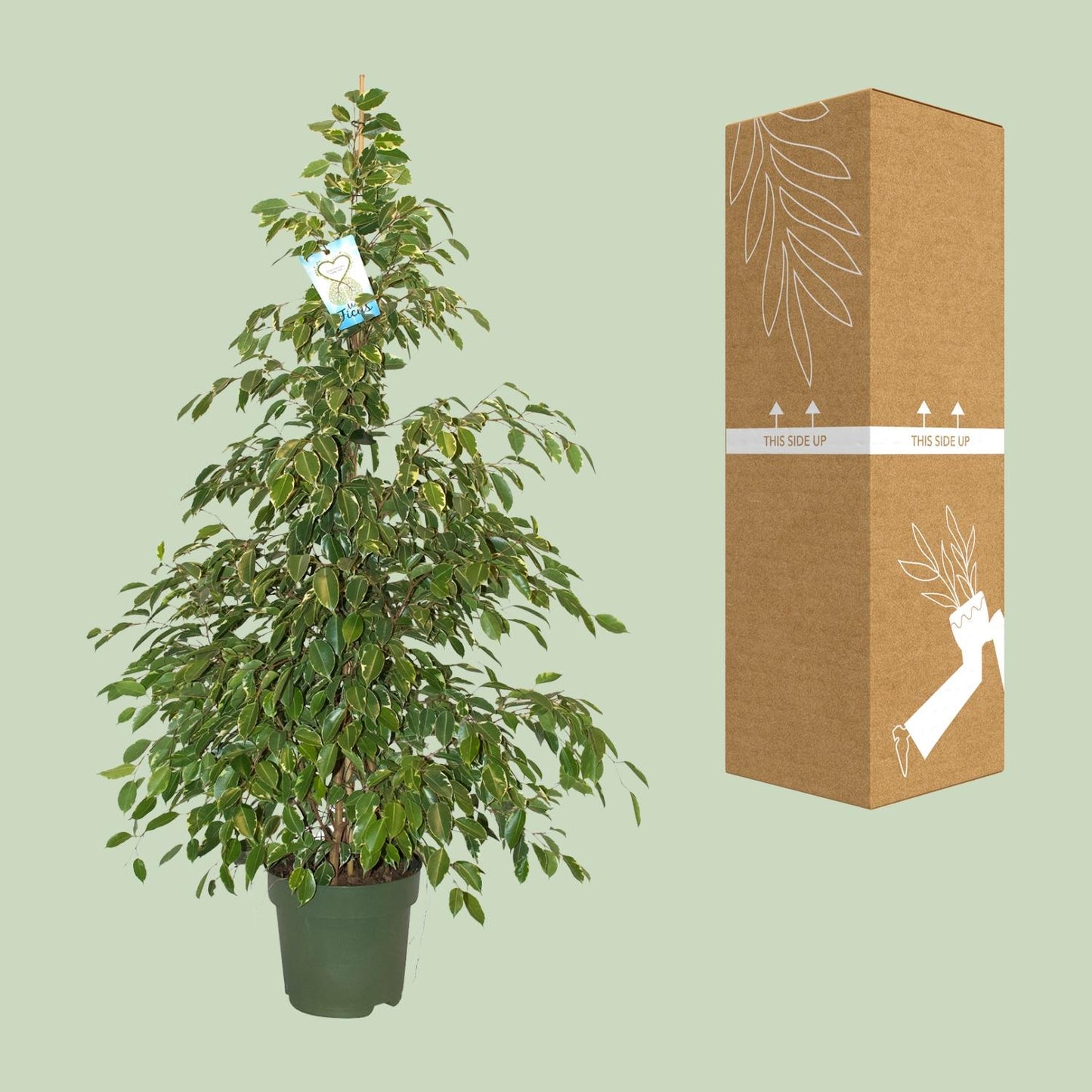 Ficus Benjamina Golden King - Ø27cm - ↕130cm