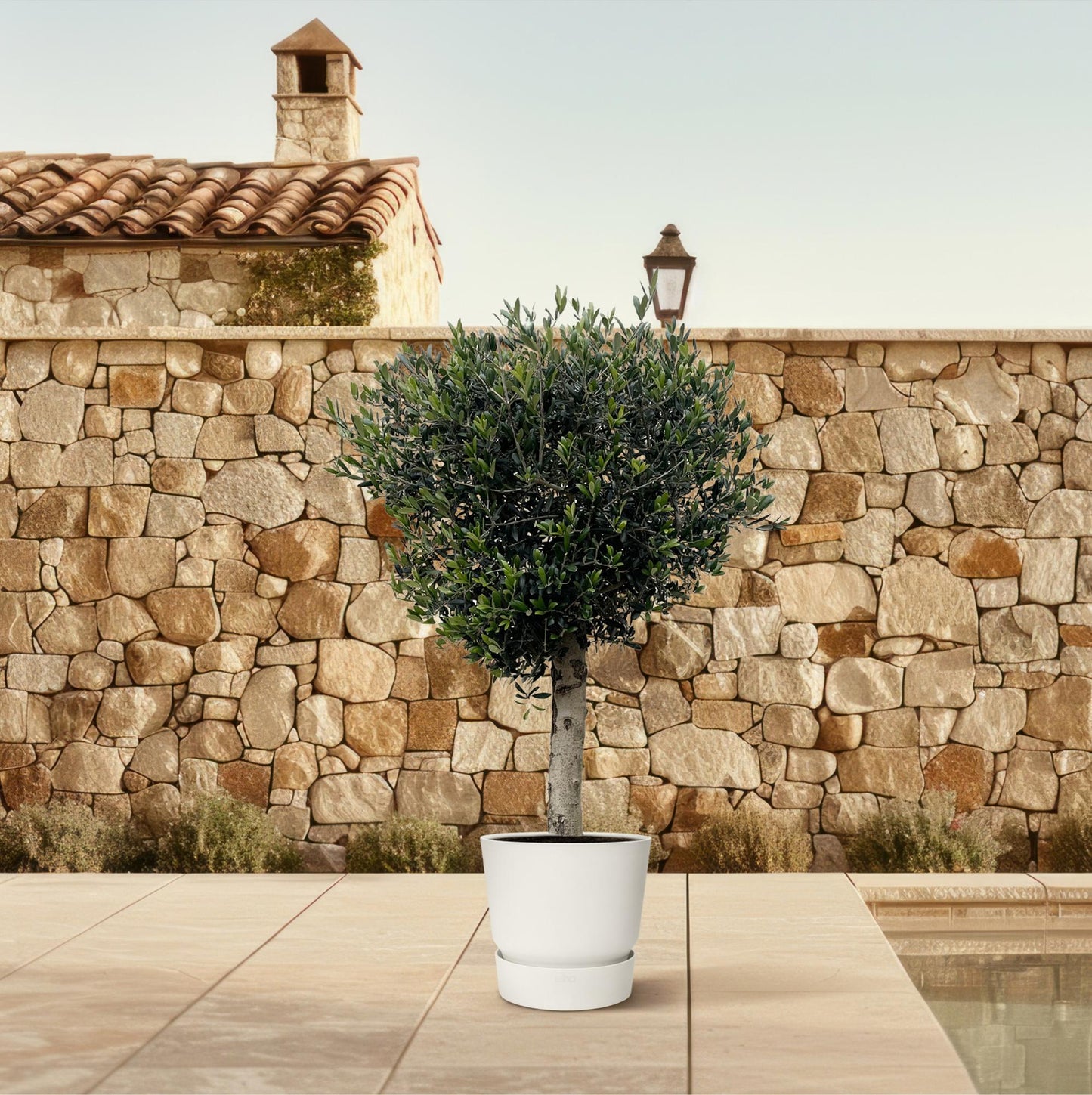Olivenbaum Lorc – 180 cm – Mediterrane Kübelpflanze