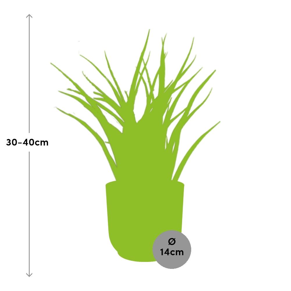 Sansevieria Fernwood Punk in ELHO Vibes Fold 14cm roze