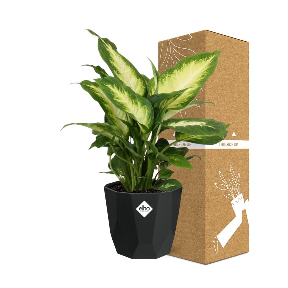 Dieffenbachia ‘Camilla’ in 14cm b.for rock living black