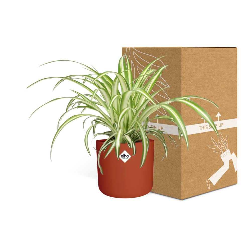 Chlorophytum Comosum Variegatum in ELHO b.for soft rond 14cm brique