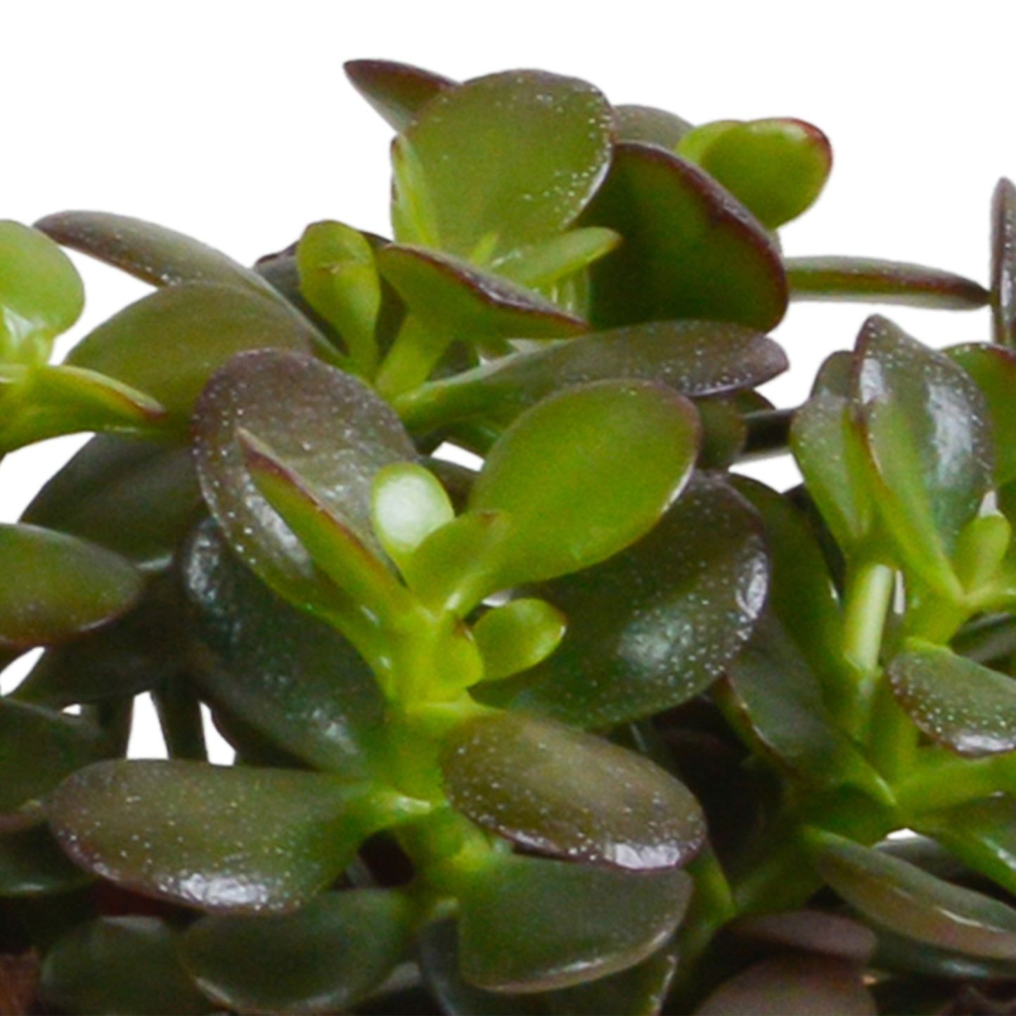 Crassula-Mischung 10,5 cm - 3x - zonder pot