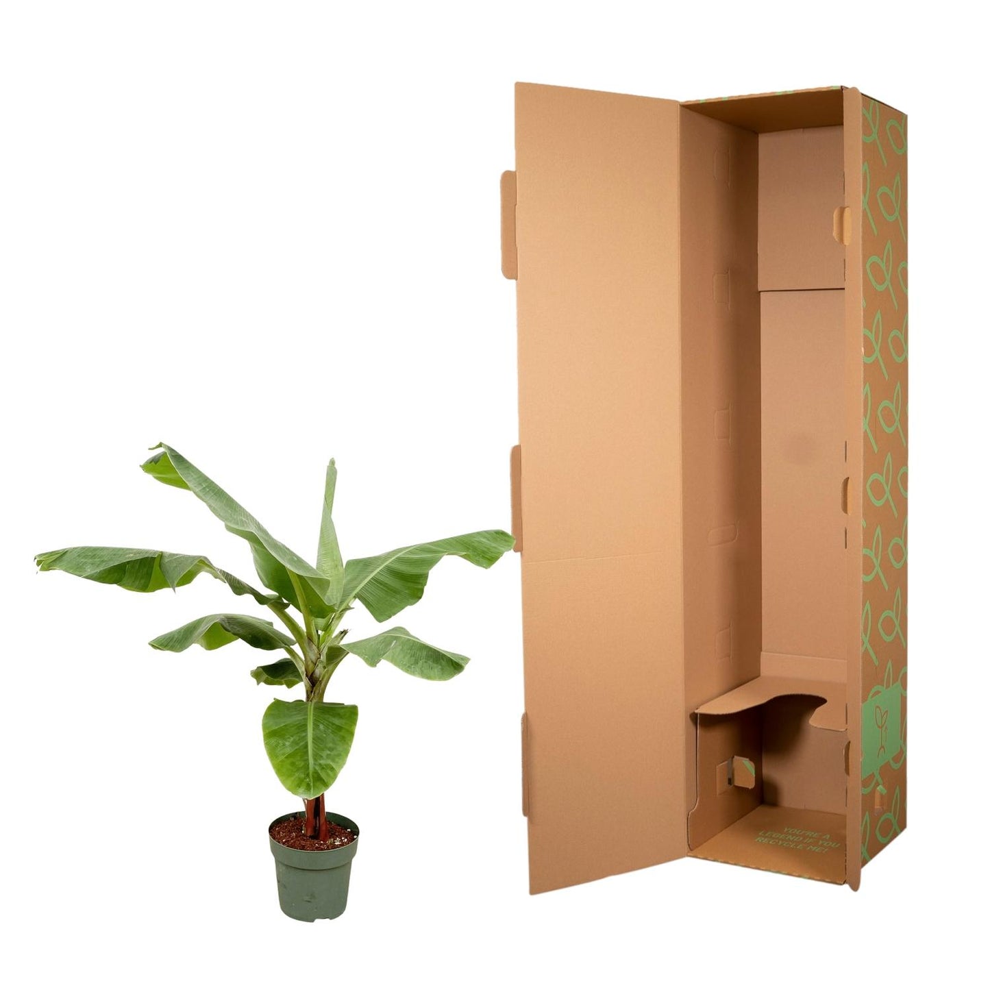 Bananenstaude 170 cm – Tropische, stilvolle Zimmerpflanze