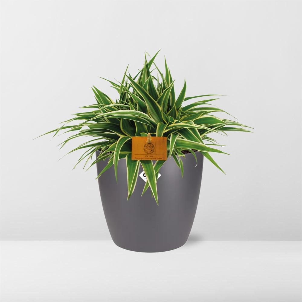 Chlorophytum Ocean 15cm in ELHO brussels 16cm round anthracite