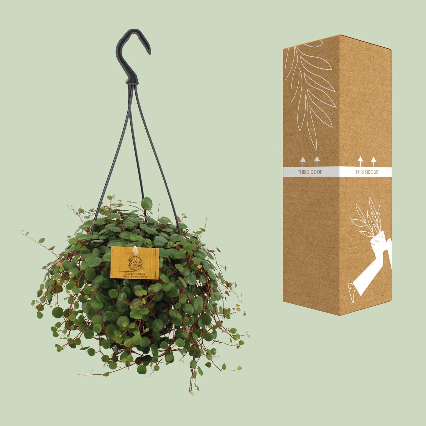 Peperomia Pepperspot - Ø15cm - ↕25cm