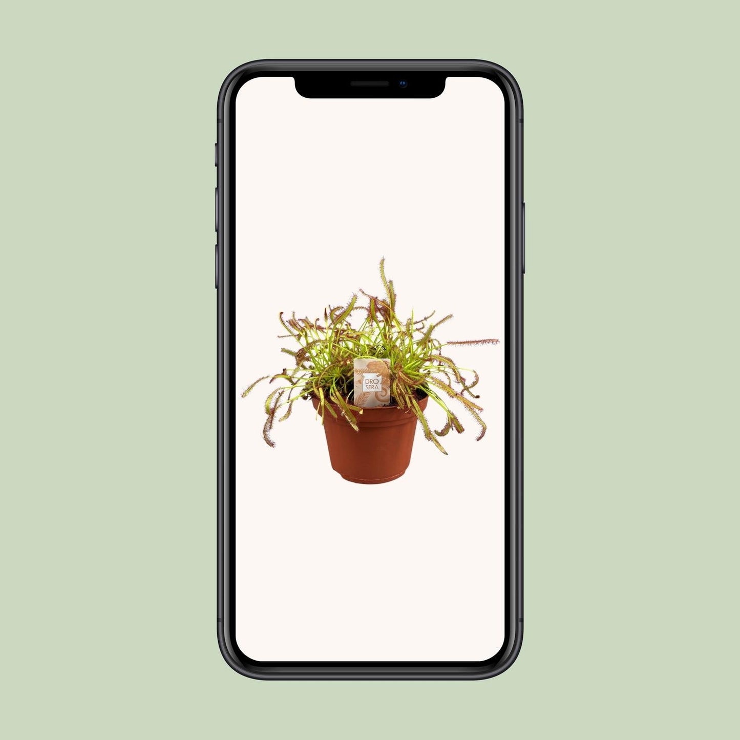 Drosera Capensis - Ø12cm - ↕17cm