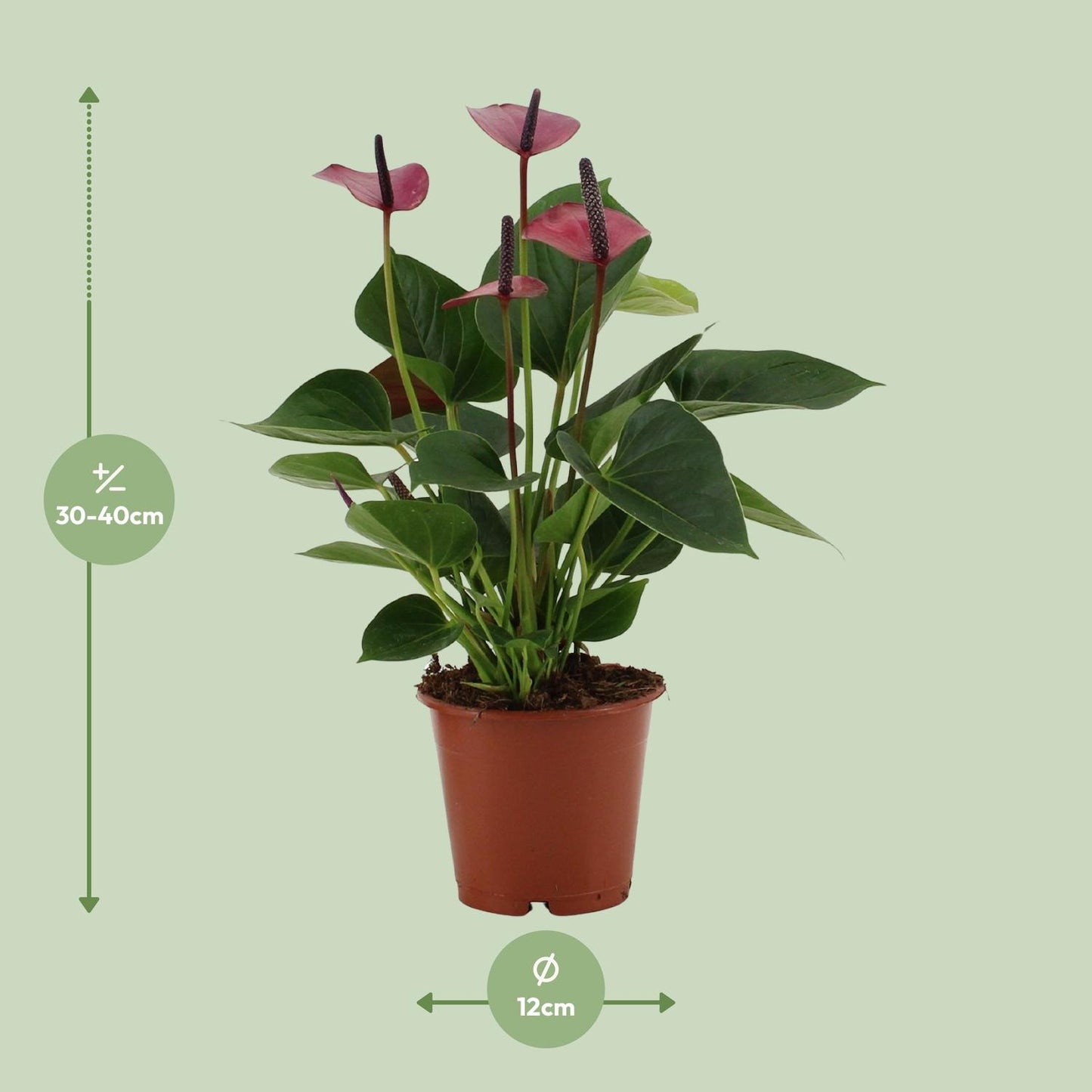 Anthurium Baby Purple In Transparant Sleeve - Ø12cm - ↕36cm