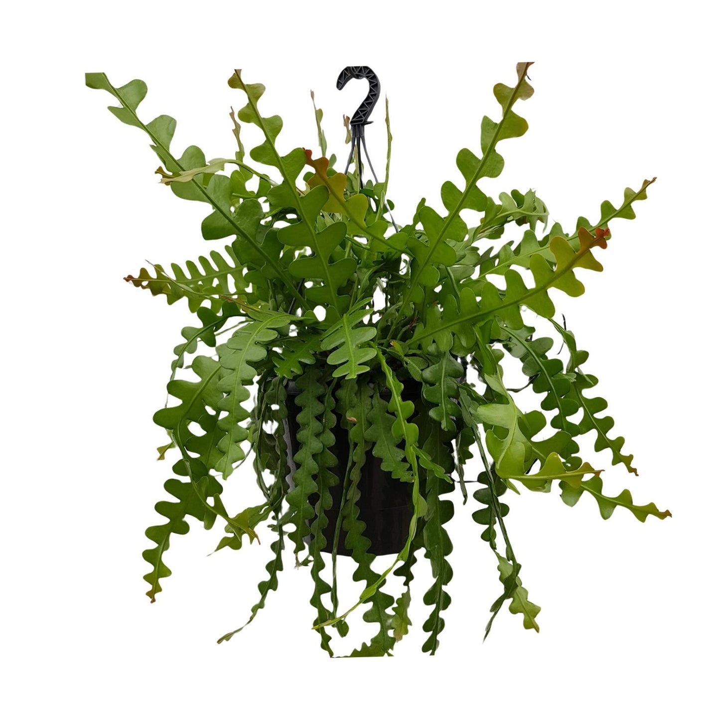 Epiphyllum Anguleiger - Ø25cm - ↕60cm