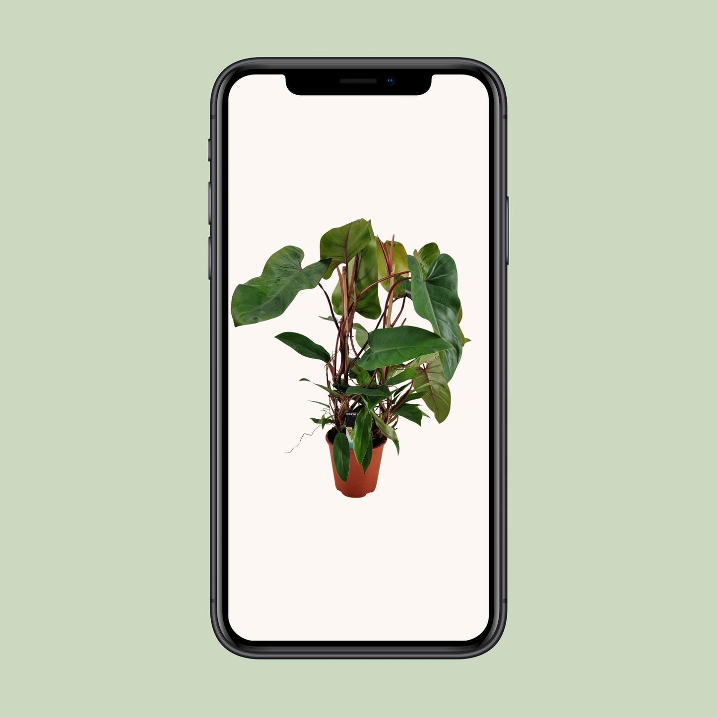 Philodendron Red Twins - Ø19cm - ↕75cm