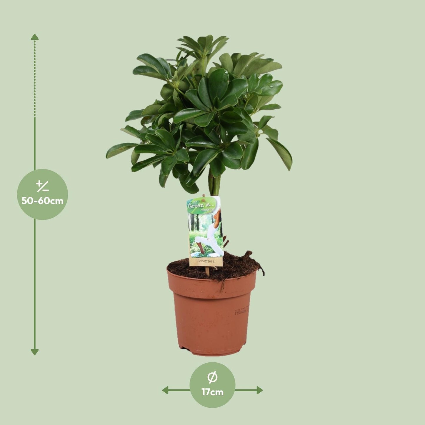 Schefflera Nora - Gevlochten Stam - Ø17cm - ↕60cm