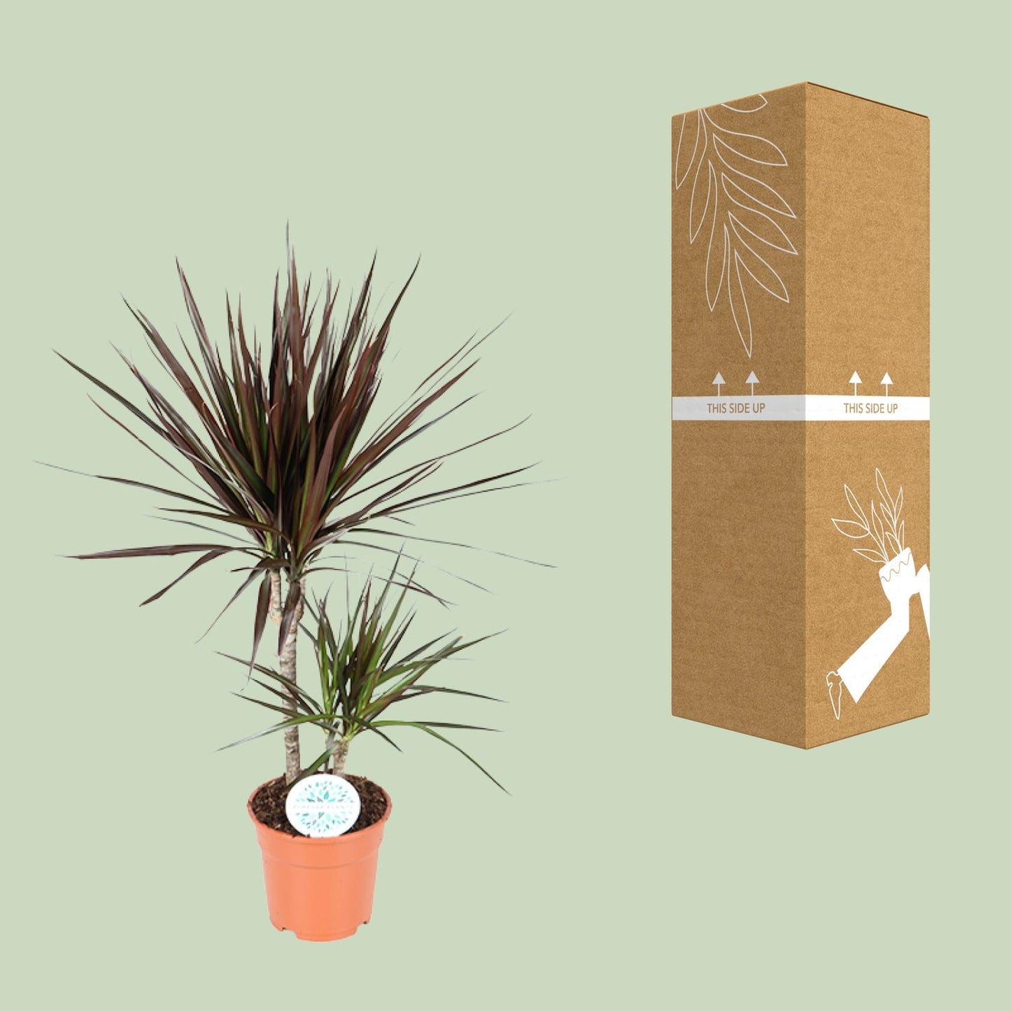 Dracaena Magenta - Ø17cm - ↕70cm