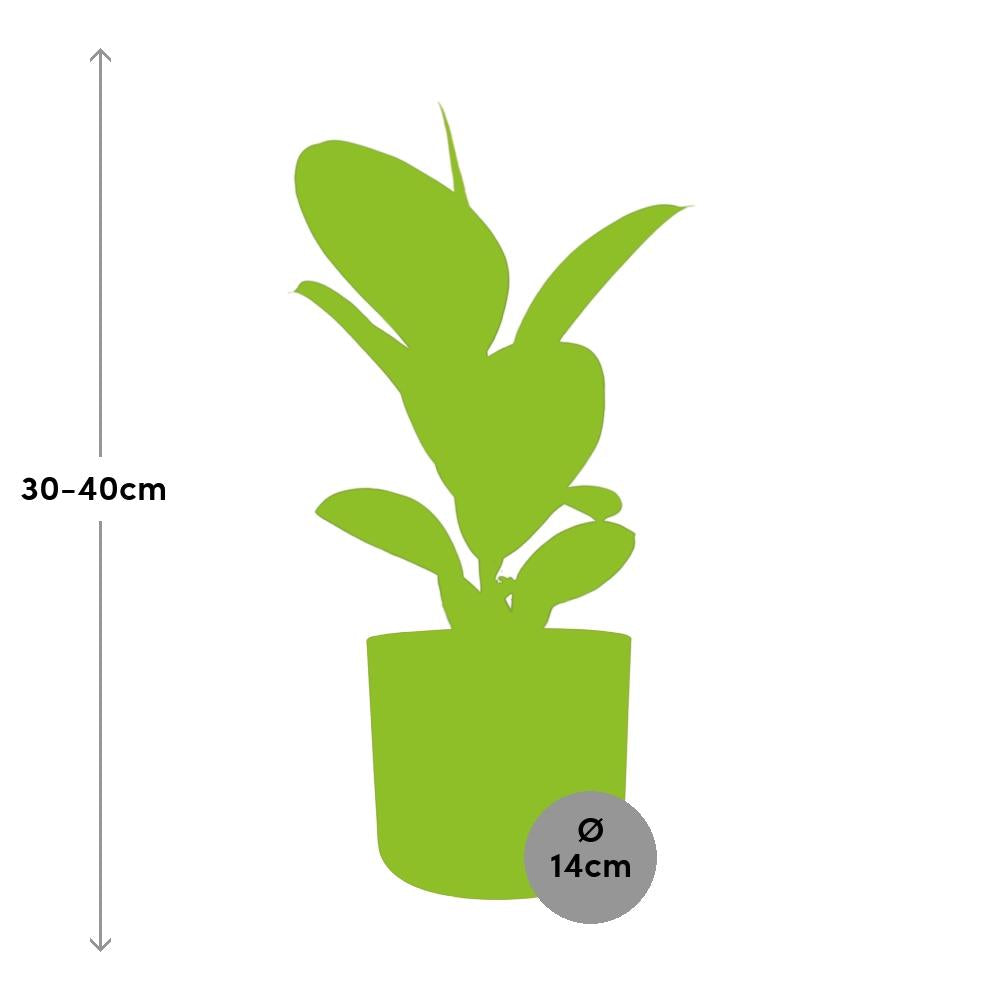 Ficus Elastica ‘Robusta’ in ELHO b.for soft rond 14cm brique