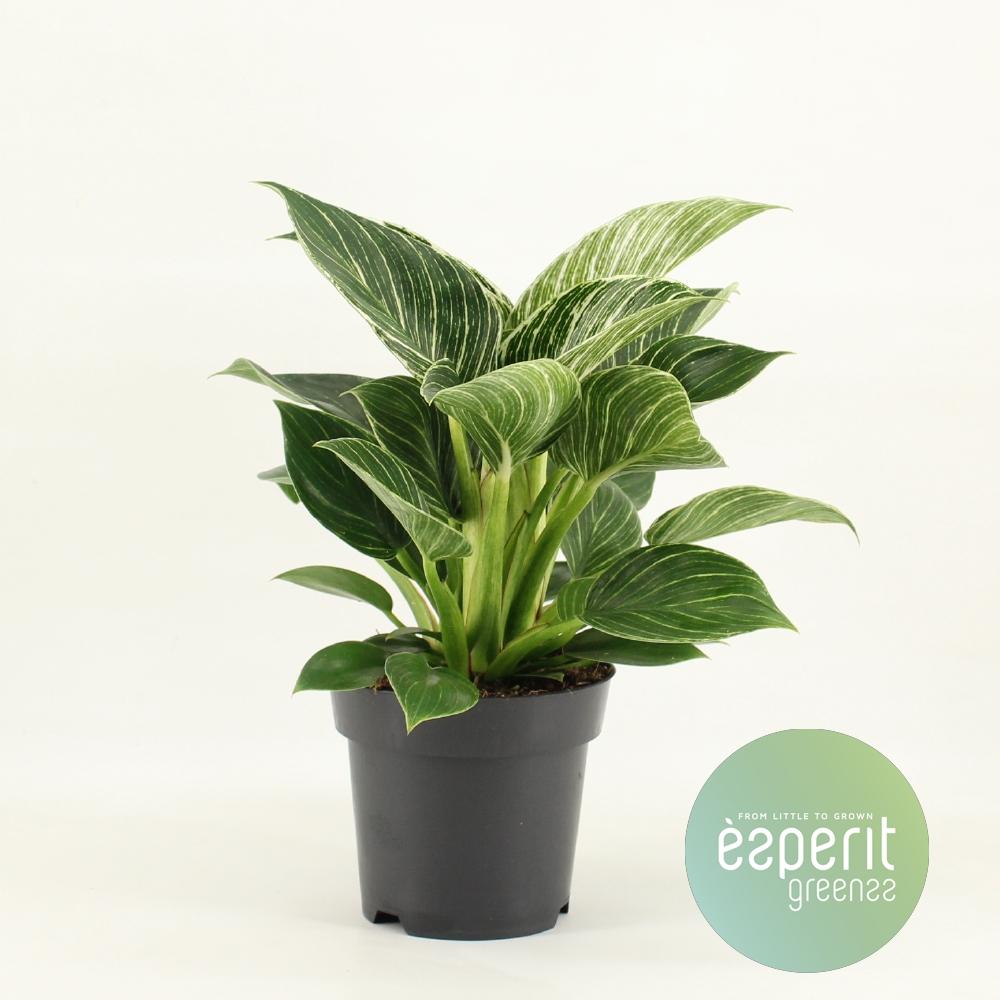 Philodendron White Wave - Ø14cm - ↕25cm