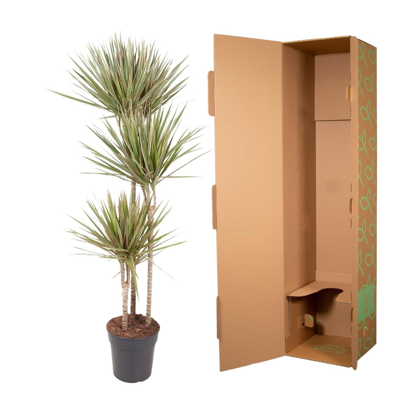 Drachenbaum Bicolor 150 cm – Stilvolle und pflegeleichte Zimmerpflanze