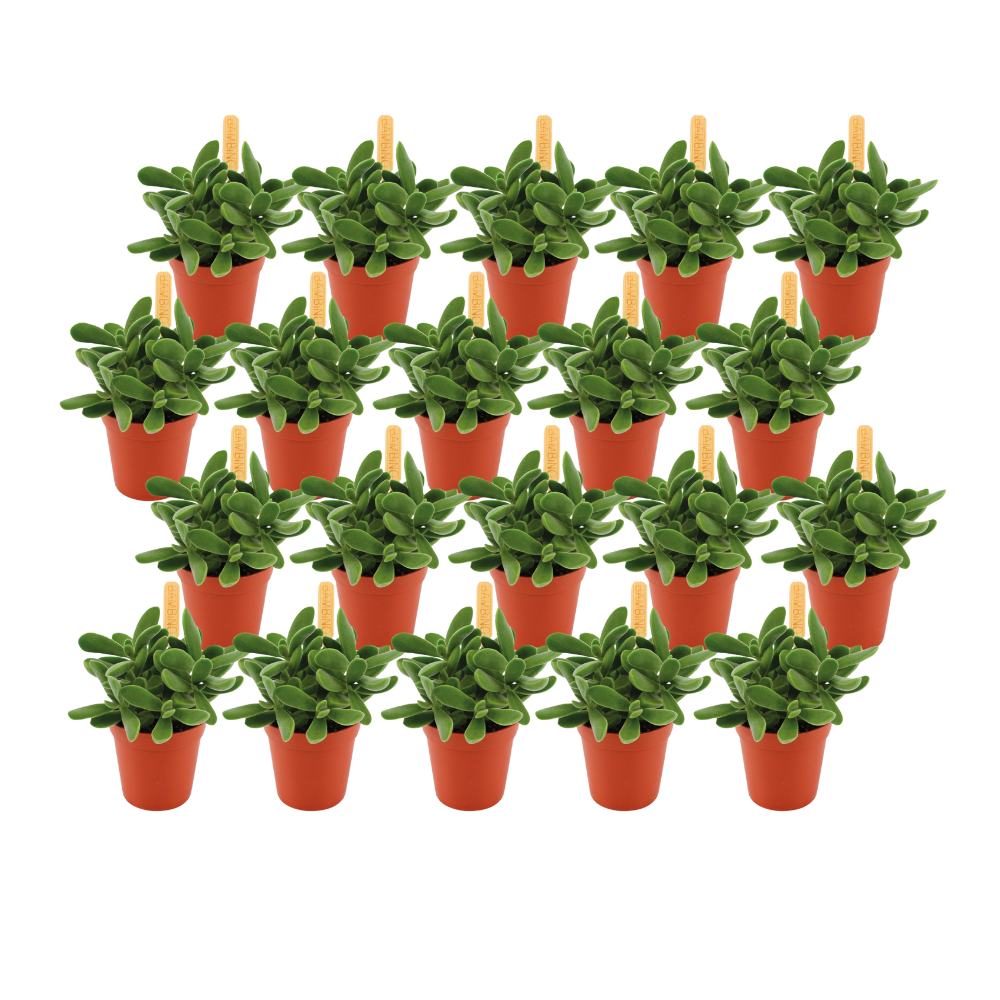 Crassula Stretto - 20 stuks - Ø5,5cm - ↕10cm