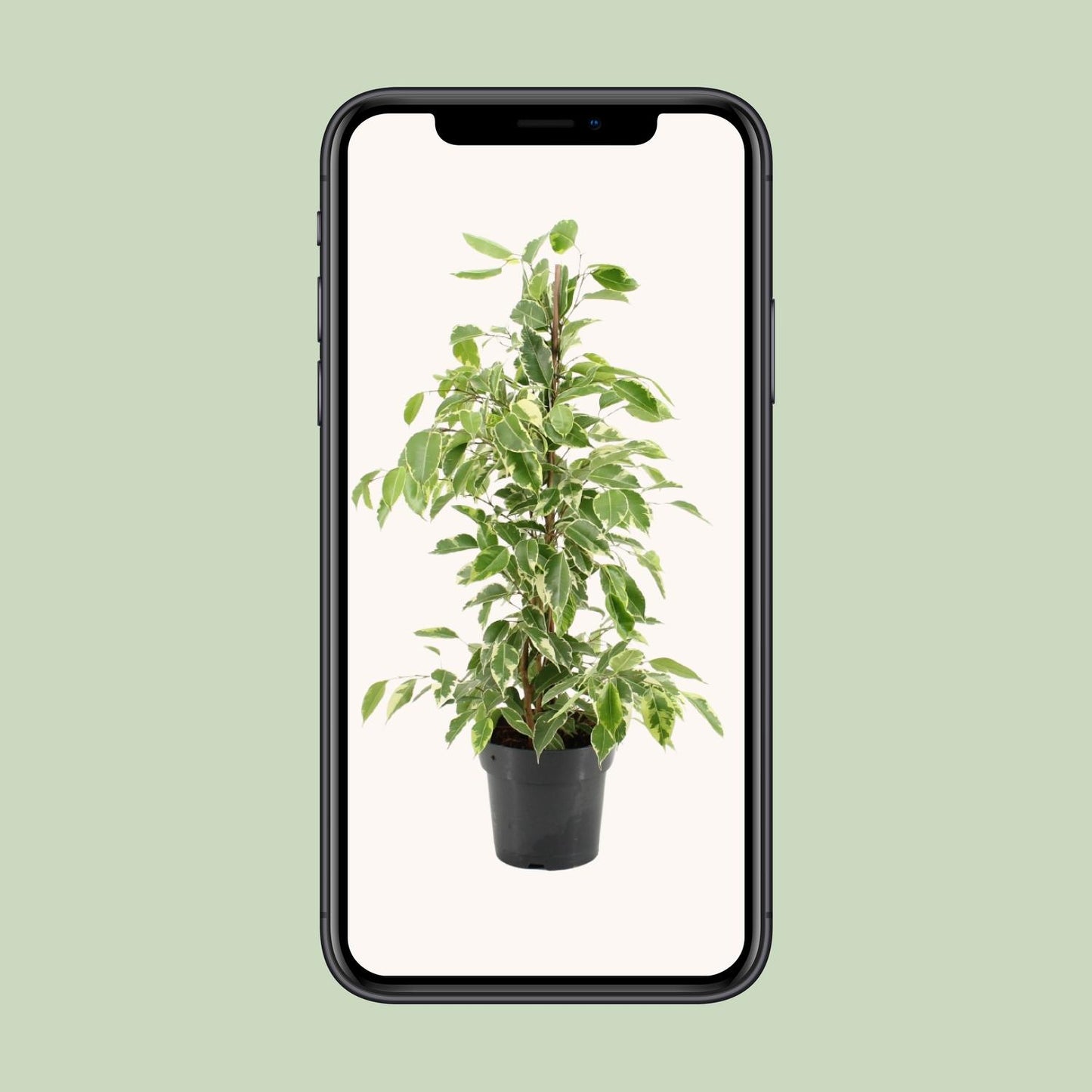Ficus Benjamina Golden King - Ø17cm - ↕70cm